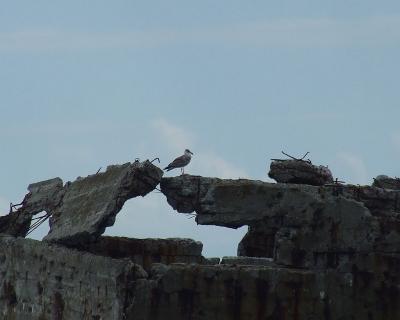 Прикрепленное изображение: bDSCF1071.jpg